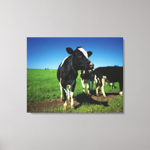 Holstein cows in a field canvas print