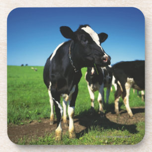 Holstein cows in a field coaster