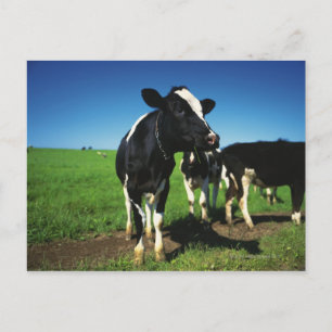 Holstein cows in a field postcard