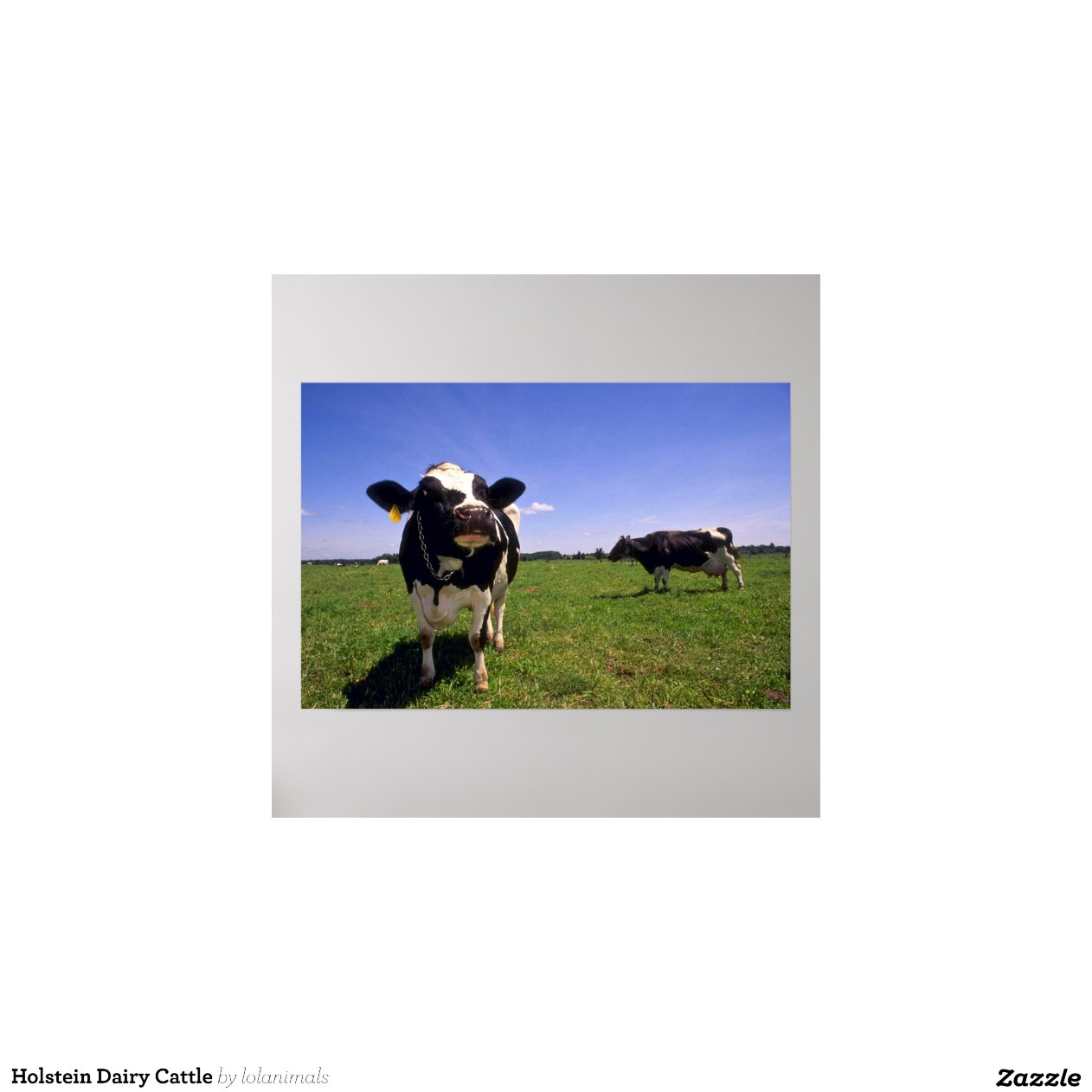 Holstein Dairy Cattle Print | Zazzle