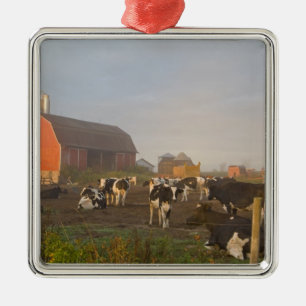 Holstein dairy cows outside a barn at sunrise metal tree decoration