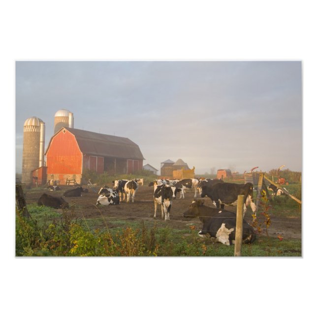 Holstein dairy cows outside a barn at sunrise photo print (Front)