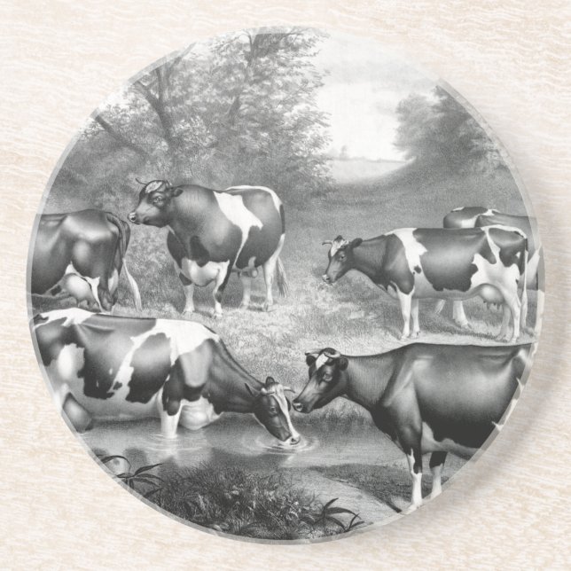 Holstein fresian cows fresian cows coaster (Front)