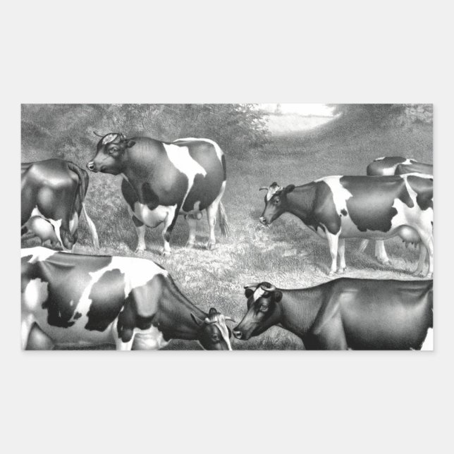 Holstein fresian cows fresian cows rectangular sticker (Front)