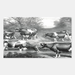 Holstein fresian cows fresian cows rectangular sticker