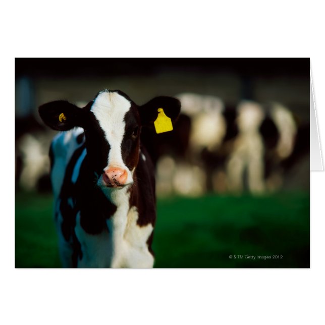 Holstein-Friesian calf (Front Horizontal)