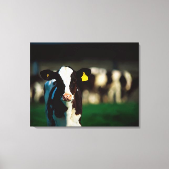 Holstein-Friesian calf Canvas Print (Front)