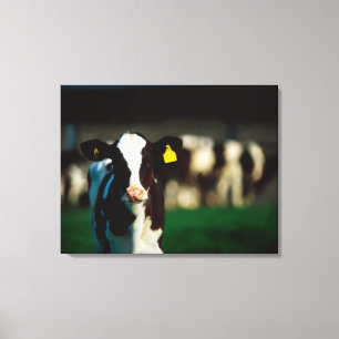 Holstein-Friesian calf Canvas Print