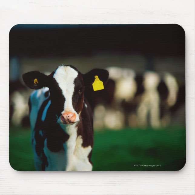 Holstein-Friesian calf Mouse Mat (Front)
