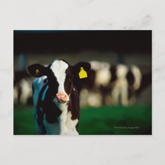 Holstein-Friesian calf Postcard (Front)