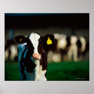Holstein-Friesian calf Poster