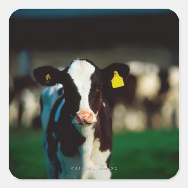Holstein-Friesian calf Square Sticker (Front)