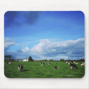 Holstein-Friesian Cattle near Thurles, Co Mouse Mat