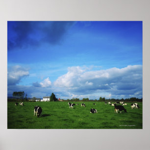 Holstein-Friesian Cattle near Thurles, Co Poster