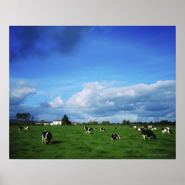 Holstein-Friesian Cattle near Thurles, Co Poster (Front)