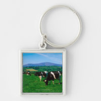 Holstein-Friesian cows near Borris, County