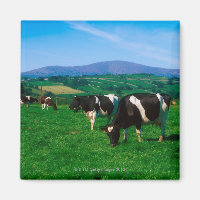 Holstein-Friesian cows near Borris, County