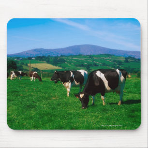 Holstein-Friesian cows near Borris, County Mouse Mat