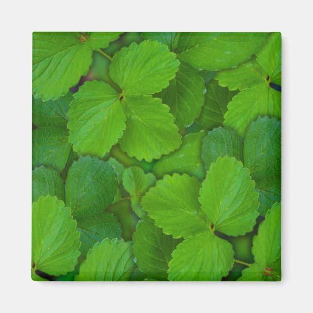 Holy Basil Tulsi Green Mint Leaves Magnet (Front)