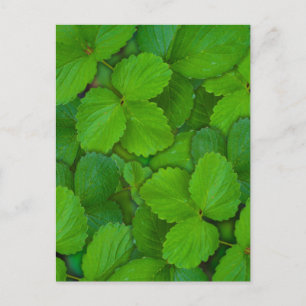 Holy Basil Tulsi Green Mint Leaves Postcard