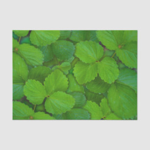 Holy Basil Tulsi Green Mint Leaves Tissue Paper