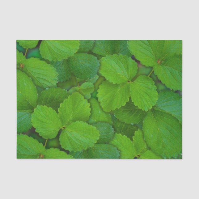 Holy Basil Tulsi Green Mint Leaves Tissue Paper (Front)