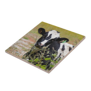 Holy Cow! It's a Holstein Friesian! Tile