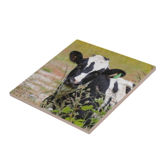Holy Cow! It's a Holstein Friesian! Tile (Side)