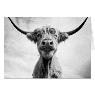 Holy Cow Mesotint Style Art Photography L