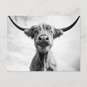 Holy Cow Mesotint Style Art Photography L Postcard