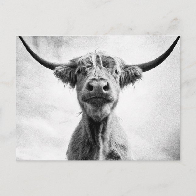 Holy Cow Mesotint Style Art Photography L Postcard (Front)