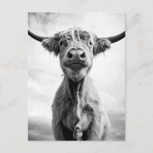 Holy Cow Mesotint Style Art Photography Postcard