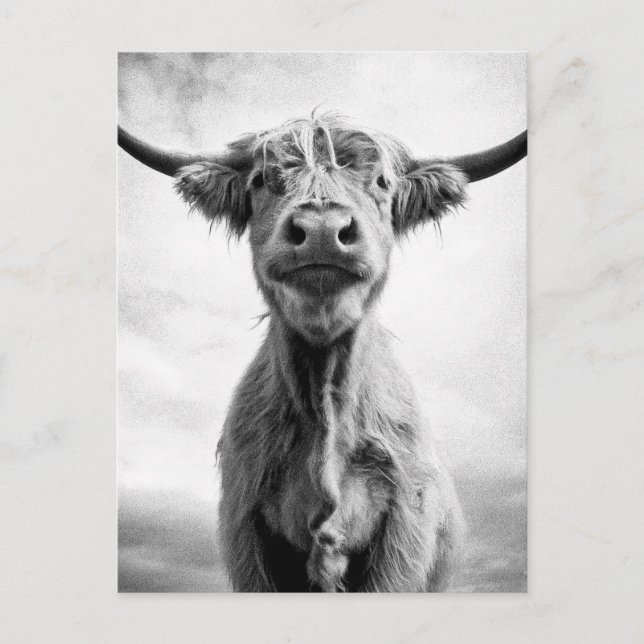 Holy Cow Mesotint Style Art Photography Postcard (Front)