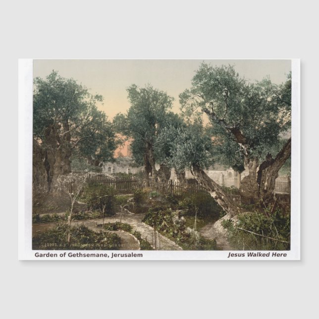 Holy Land Magnet: Garden of Gethesmane (Front)