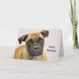 Holy Moley Boxer Birthday Card