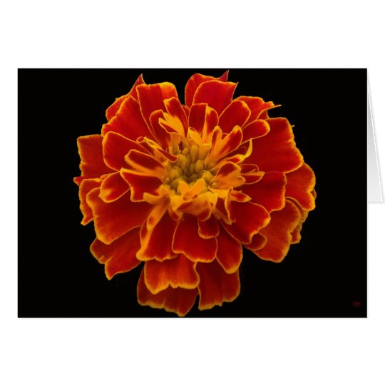 Home Grown Marigold Greeting Cards