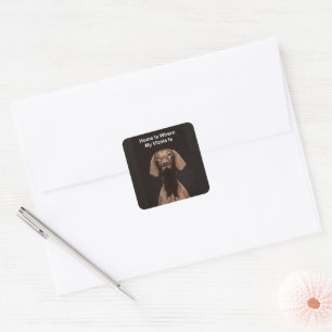 Home Is Where My Vizsla Is Square Sticker