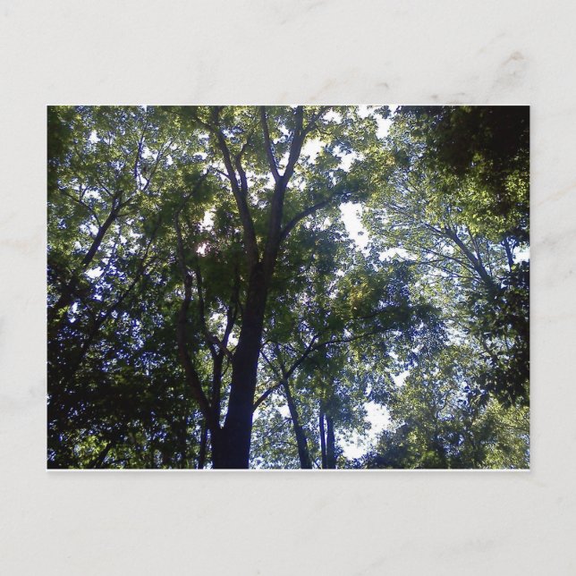 Home of Elves Postcard (Front)