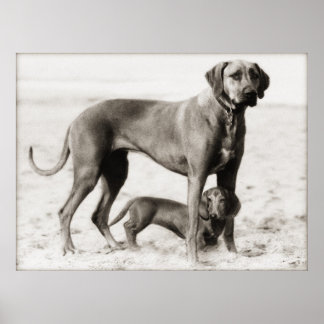 homeland security poster