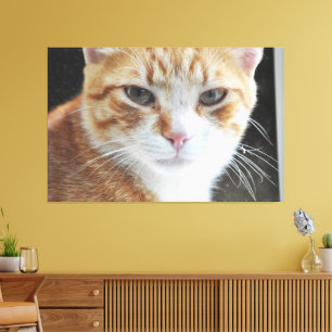 Homeless cat behind the window . canvas print