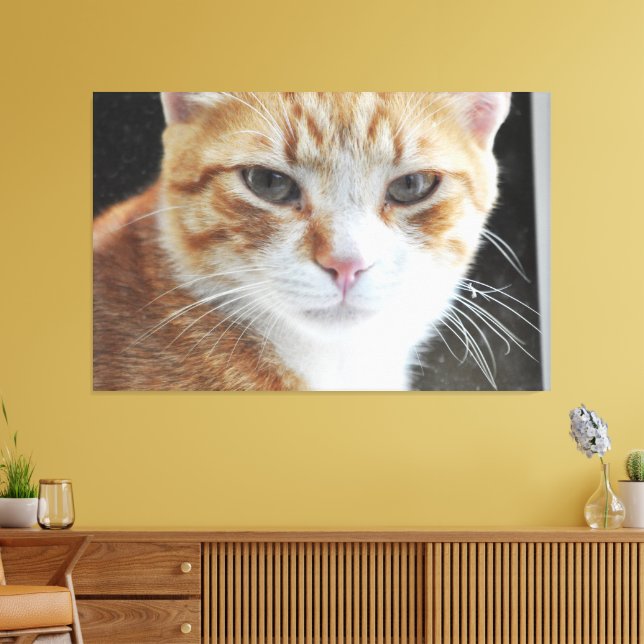 Homeless cat behind the window . canvas print (Insitu(LivingRoom))