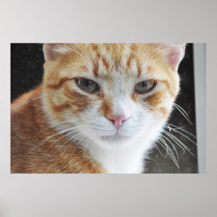 homeless cat behind the window poster