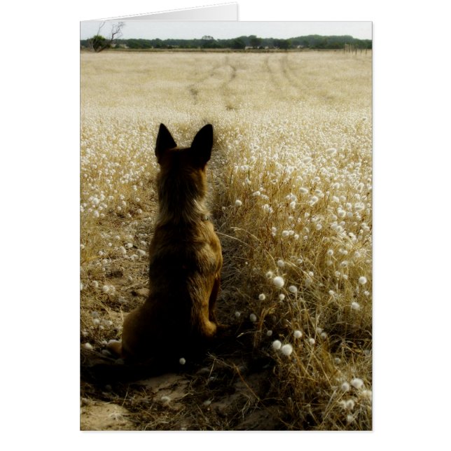 Homeward Bound (Front)