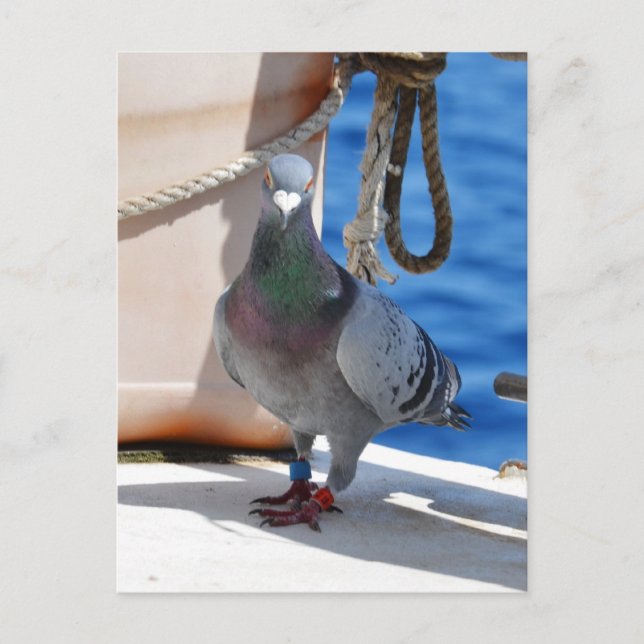 Homing Pigeon Postcard (Front)