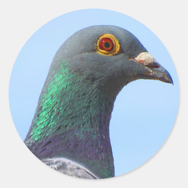Homing Pigeon Round Sticker (Front)