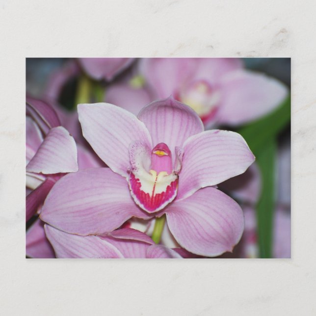 Honduran Orchids Postcard (Front)