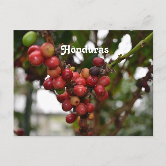 Honduras Coffee Beans Postcard (Front)