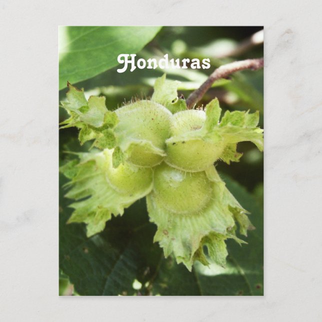 Honduras Hazelnuts Postcard (Front)