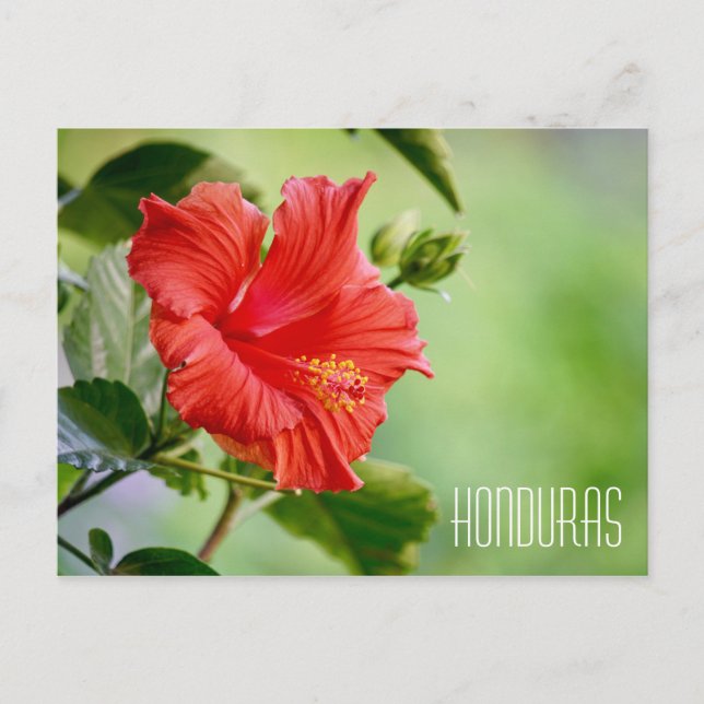 Honduras hibiscus flower postcard (Front)