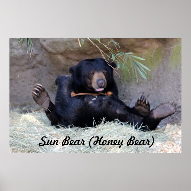 Honey Bear (Sun Bear) Photo Poster (Front)
